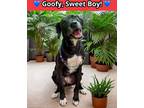 Adopt Bentley a Black Labrador Retriever / American Staffordshire Terrier /