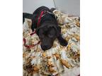 Adopt Laika a Black - with White Labrador Retriever / Mixed dog in Vassalboro