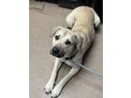 Adopt Tao - IN FOSTER a Tan/Yellow/Fawn Mixed Breed (Large) / Mixed dog in