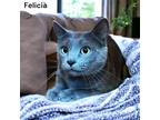 Adopt Felicia a Gray or Blue Domestic Shorthair / Domestic Shorthair / Mixed cat