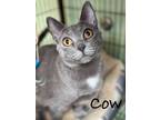 Adopt Cow a Gray or Blue Domestic Shorthair / Mixed Breed (Medium) / Mixed