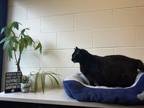 Adopt Roy a All Black Domestic Shorthair / Domestic Shorthair / Mixed cat in