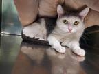 Adopt Gweneth a Gray or Blue Domestic Shorthair / Domestic Shorthair / Mixed cat