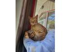 Adopt Trenette a Orange or Red Domestic Shorthair / Domestic Shorthair / Mixed
