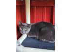 Adopt Noblewoman a Gray or Blue Domestic Shorthair / Mixed Breed (Medium) /