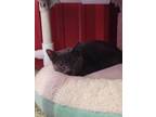 Adopt Amethyst a Gray or Blue Domestic Shorthair / Mixed Breed (Medium) / Mixed