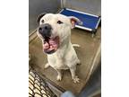 Liam American Bulldog Adult Male