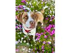 Adopt Ivy a White - with Brown or Chocolate Boxer / Mixed Breed (Medium) dog in