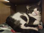 Adopt Griffen a Gray or Blue Domestic Shorthair / Mixed Breed (Medium) / Mixed
