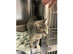 Adopt BAMBI a Gray or Blue Domestic Shorthair / Domestic Shorthair / Mixed cat