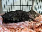 Adopt Dwyn a Domestic Shorthair / Mixed (short coat) cat in Meriden