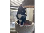 Adopt Teddi a Black & White or Tuxedo Domestic Mediumhair (medium coat) cat in