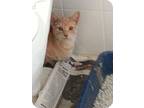Adopt Georgie a Orange or Red Tabby Domestic Shorthair (short coat) cat in