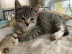 Adopt Joanie a Gray or Blue (Mostly) Domestic Shorthair (short coat) cat in