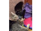 Adopt Hershey a All Black Domestic Shorthair (short coat) cat in