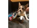 Adopt Athens a Calico or Dilute Calico Calico (short coat) cat in