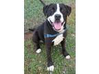 Adopt Igor a Black - with White Mixed Breed (Large) / Mixed dog in Georgetown