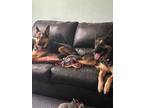 Adopt Millie & Moda a Brown/Chocolate - with Black German Shepherd Dog dog in