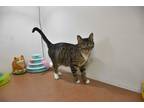 Adopt Muffin a Brown Tabby Domestic Shorthair (short coat) cat in North Judson