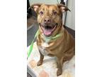 Adopt Chop a Red/Golden/Orange/Chestnut Mixed Breed (Large) / Mixed dog in