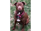 Adopt Sugar a Brown/Chocolate Boxer / Mixed dog in Bensalem, PA (41007611)