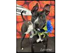 Adopt Laverne a Black - with White Mixed Breed (Medium) / Mixed dog in Flint