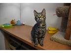 Adopt Jeb a Tiger Striped Domestic Shorthair (short coat) cat in North Judson