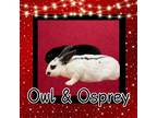 Adopt Owl a Other/Unknown / Mixed (short coat) rabbit in Elizabethtown