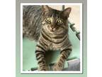 Adopt Timmy a Tiger Striped Domestic Shorthair (short coat) cat in Duette