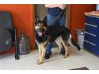Adopt Ivan a Black - with Tan, Yellow or Fawn German Shepherd Dog / Mixed dog in