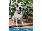 Adopt Spot a White Boxer / American Staffordshire Terrier / Mixed dog in