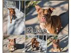 Adopt Ellie a Brindle American Pit Bull Terrier / Mixed Breed (Medium) / Mixed