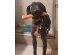 Adopt Big Girl a Labrador Retriever / Mixed dog in El Dorado, AR (41046173)