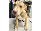Adopt Wilbur a Mixed Breed (Medium) / Mixed dog in Jonesboro, AR (41034272)