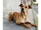 Adopt Gretel a Tan/Yellow/Fawn - with White Black Mouth Cur / Mixed dog in