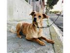 Adopt Gretel a Tan/Yellow/Fawn - with White Black Mouth Cur / Mixed dog in
