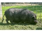 Adopt Hogwarts a Pig (Potbellied) farm-type animal in Redding, CA (39944056)