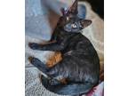 Adopt Raiden a All Black Domestic Shorthair (short coat) cat in Stockton