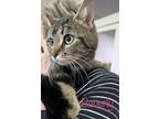 Adopt Beverly a All Black Domestic Shorthair / Domestic Shorthair / Mixed cat in