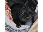 Adopt Omar (Mila) a All Black Domestic Shorthair / Mixed Breed (Medium) / Mixed