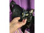 Adopt Nova a All Black Domestic Shorthair (short coat) cat in Stockton
