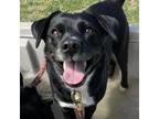 Adopt Louise a Black Terrier (Unknown Type, Small) / Mixed dog in Bryan