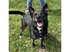 Adopt Thelma a Black Terrier (Unknown Type, Small) / Mixed dog in Bryan