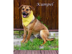Adopt Kumpel (D24-030) a Brindle Shepherd (Unknown Type) / Mixed Breed (Medium)