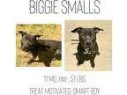 Adopt Biggie Smalls a Mixed Breed (Medium) / Mixed dog in Albany, GA (41042774)