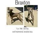 Adopt Braxton a Mixed Breed (Medium) / Mixed dog in Albany, GA (41042773)