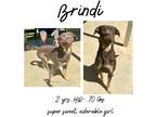 Adopt Brindi a Mixed Breed (Medium) / Mixed dog in Albany, GA (41042772)