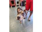 Adopt Marshal a Tricolor (Tan/Brown & Black & White) American Pit Bull Terrier