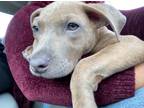 Adopt Darla a Brown/Chocolate - with Black American Pit Bull Terrier /