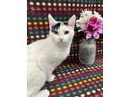 Adopt Hetti-Felv+ a White Domestic Shorthair / Domestic Shorthair / Mixed cat in